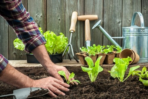 Professional landscapers working on a garden