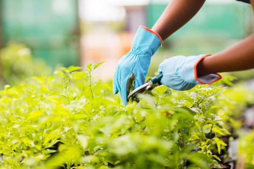 Professional gardener working on a lush Gladesville lawn