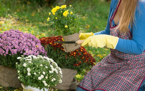 Expert pruning of trees and shrubs in a well-maintained garden