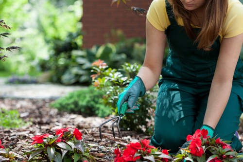 Tree and shrub care being performed by a gardening expert in Hallam