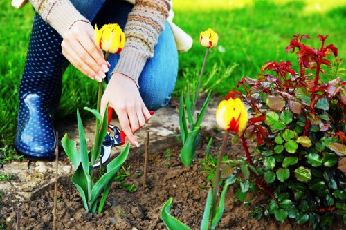 Professional gardener working on a North Bondi lawn