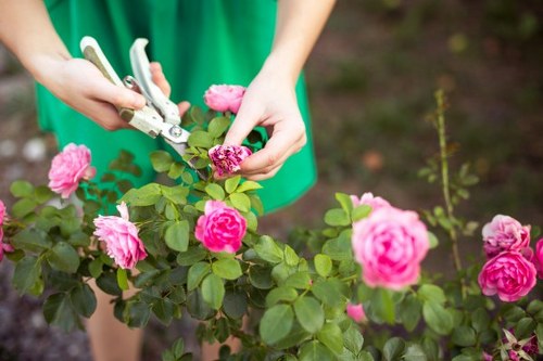 Seasonal gardening setup in a Gladesville outdoor space