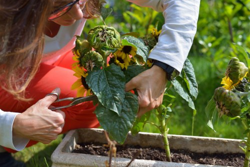 Specialized planting services enhancing a Jindalee garden